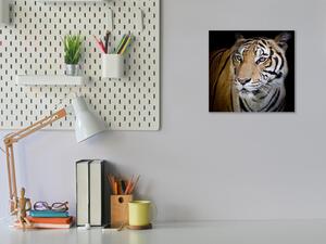 Obraz skleněný šelma tygr zlatý - 40 x 40 cm