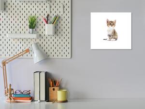 Obraz skleněný malá kočka - 34 x 34 cm