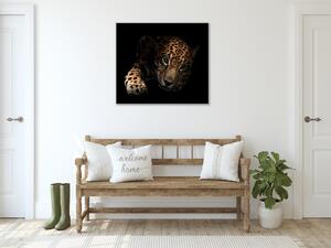 Obraz skleněný ležící leopard - 40 x 40 cm