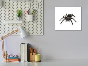 Obraz skleněný černý pavouk - 40 x 40 cm