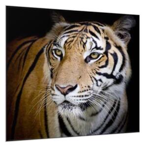Obraz skleněný šelma tygr zlatý - 40 x 40 cm