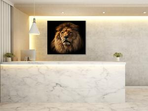 Obraz skleněný hlava lva - 40 x 40 cm