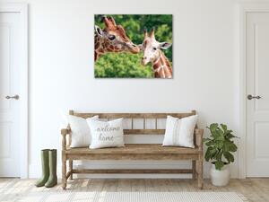Obraz skleněný žirafy - 40 x 40 cm