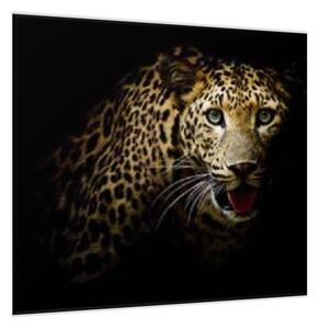 Obraz skleněný šelma portrét leoparda - 55 x 55 cm
