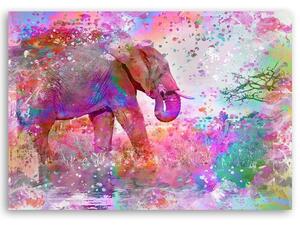 Obraz na plátně Barevný slon - Andrea Haase Rozměry: 60 x 40 cm