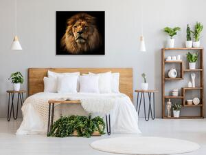 Obraz skleněný hlava lva - 40 x 40 cm