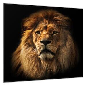 Obraz skleněný hlava lva - 55 x 55 cm