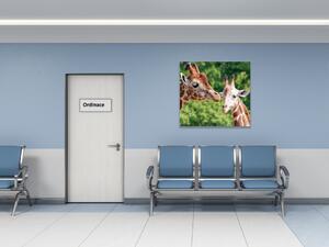 Obraz skleněný žirafy - 40 x 40 cm