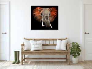 Obraz na stěnu hlava slona černé pozadí - 40 x 40 cm