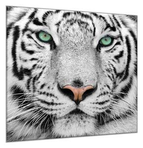 Obraz skleněný šelma hlava bílého tygra - 40 x 40 cm