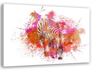 Obraz na plátně Barevný akvarel zebry - Andrea Haase Rozměry: 60 x 40 cm