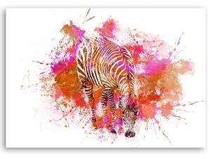 Obraz na plátně Barevný akvarel zebry - Andrea Haase Rozměry: 60 x 40 cm
