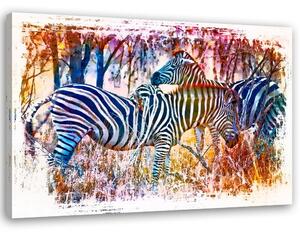 Obraz na plátně Dvě barevné zebry - Andrea Haase Rozměry: 60 x 40 cm