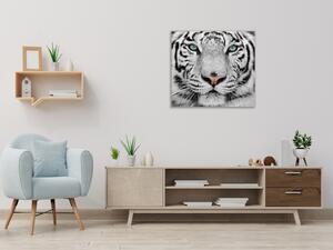 Obraz skleněný šelma hlava bílého tygra - 55 x 55 cm