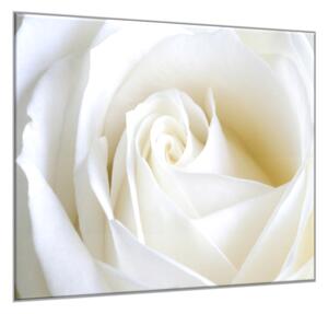 Obraz skleněný čtvercový detail květu bílé růže - 50 x 50 cm