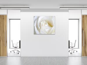 Obraz skleněný čtvercový detail květu bílé růže - 40 x 40 cm