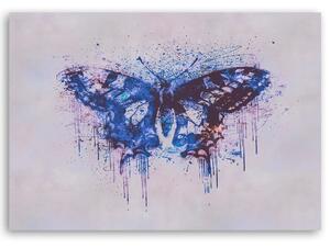 Obraz na plátně Abstraktní motýl - Andrea Haase Rozměry: 60 x 40 cm