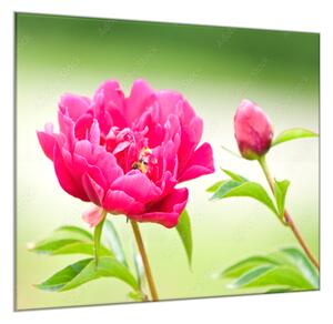 Obraz skleněný čtvercový květy tmavě růžové pivoňky - 55 x 55 cm