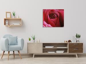 Obraz skleněný čtvercový detail květu červené růže - 55 x 55 cm