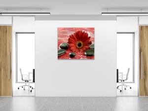 Obraz skleněný čtvercový květ červené gerbery a černé kameny - 40 x 40 cm