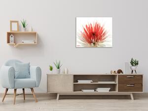 Obraz skleněný čtvercový květy červeno bílá chryzantéma - 55 x 55 cm