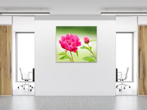 Obraz skleněný čtvercový květy tmavě růžové pivoňky - 40 x 40 cm