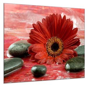 Obraz skleněný čtvercový květ červené gerbery a černé kameny - 55 x 55 cm