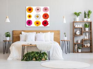 Obraz skleněný čtvercový barevné květy gerber jednotlivě - 40 x 40 cm