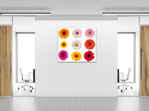 Obraz skleněný čtvercový barevné květy gerber jednotlivě - 40 x 40 cm