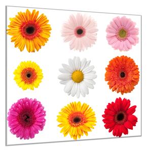 Obraz skleněný čtvercový barevné květy gerber jednotlivě - 55 x 55 cm