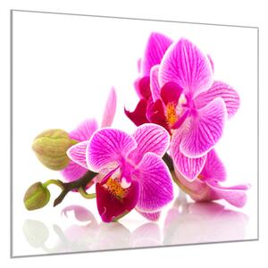 Obraz skleněný čtvercový poupata a květy růžové orchideje - 34 x 34 cm