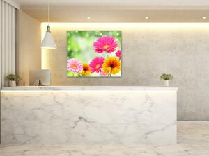Obraz skleněný čtvercový barevné květy gerber - 40 x 40 cm