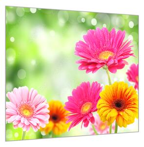 Obraz skleněný čtvercový barevné květy gerber - 55 x 55 cm