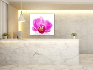 Obraz skleněný čtvercový květ růžové orchideje - 40 x 40 cm