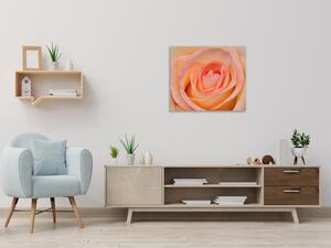 Obraz skleněný čtvercový detail květu čajové růže - 40 x 40 cm