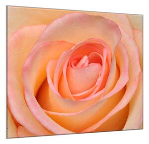 Obraz skleněný čtvercový detail květu čajové růže - 55 x 55 cm