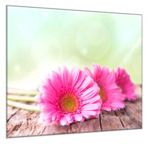 Obraz skleněný čtvercový květy růžové gerbery na dřevě - 50 x 50 cm