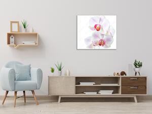 Obraz skleněný čtvercový květy růžovo bílá orchidej - 34 x 34 cm
