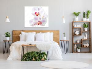 Obraz skleněný čtvercový květy růžovo bílá orchidej - 40 x 40 cm