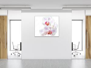 Obraz skleněný čtvercový květy růžovo bílá orchidej - 34 x 34 cm