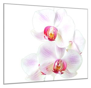 Obraz skleněný čtvercový květy růžovo bílá orchidej - 55 x 55 cm