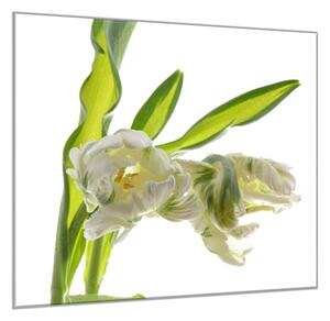 Obraz skleněný čtvercový exotický bílý tulipán - 34 x 34 cm