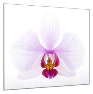 Obraz skleněný čtvercový velký květ orchideje - 40 x 40 cm