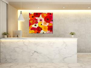 Obraz skleněný čtvercový barevné květy gerber - 55 x 55 cm