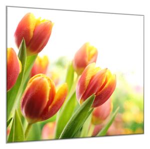 Obraz skleněný čtvercový červeno žluté tulipány - 50 x 50 cm