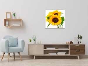 Obraz skleněný čtvercový tři květy slunečnice - 40 x 40 cm