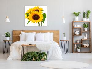 Obraz skleněný čtvercový tři květy slunečnice - 40 x 40 cm