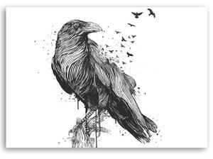 Obraz na plátně Černobílý pták - Rykker Rozměry: 60 x 40 cm