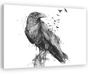 Obraz na plátně Černobílý pták - Rykker Rozměry: 60 x 40 cm