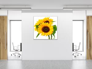 Obraz skleněný čtvercový tři květy slunečnice - 34 x 34 cm